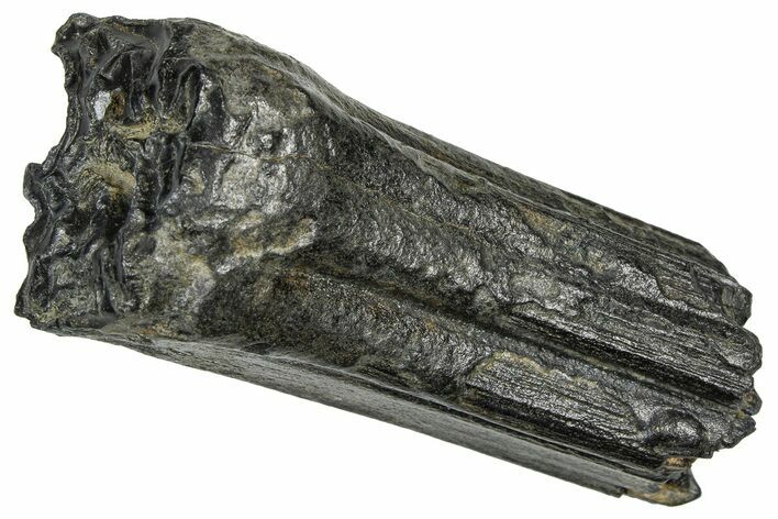 Pleistocene Aged Fossil Horse Tooth - South Carolina #374134